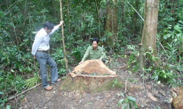 Lâm tặc đốn hạ 13 cây gỗ quý gần 2 trạm bảo vệ rừng